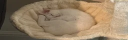 Mixed Breed cats for sale: Male White Kitten  - Advert 2