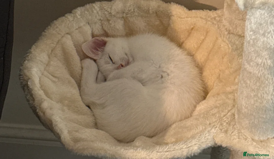 Mixed Breed cats for sale: Male White Kitten  - Advert 2
