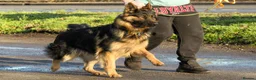 German Shepherd dogs for sale: Beautiful 11 month old Dark Sable Boy - Advert 2