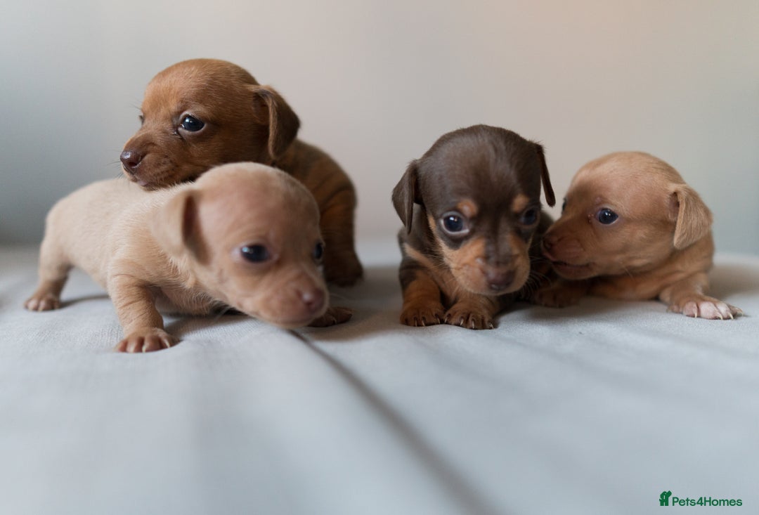 Chiweenie dogs for sale: Stunning Micro Chiweenie Litter - Smallest in UK - Advert 7