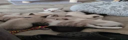 Snowshoe cats for sale: Rare Snowshoe Kittens  - Advert 15