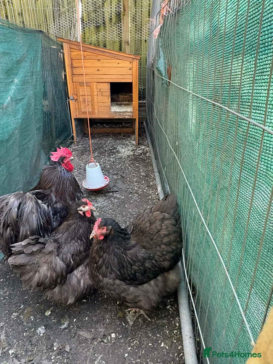 Chickens poultry for sale: Chocolate & blue Orpington and buff Sussex  - Advert 2