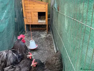 Chickens poultry Chocolate Orpington’s - Advert 1