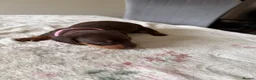 Miniature Dachshund dogs for sale: KC Reg Miniature Chocolate & Tan Dachshunds - Advert 7