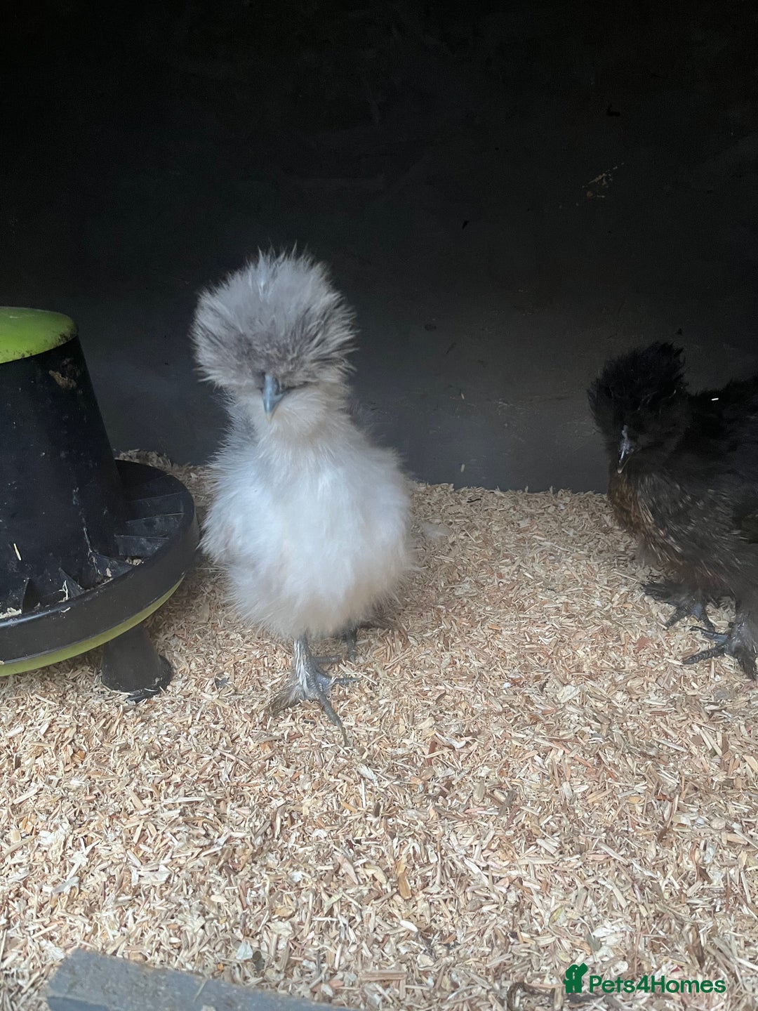 Mixed Breed poultry for sale: Indian runner ducklings and Silkies  - Advert 9