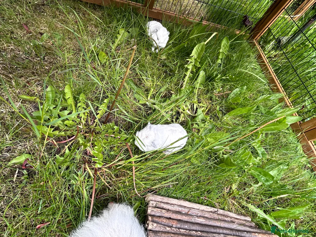 Guinea Pig rodents for sale: Two Swiss/ otter coloured boys for sale - 7 weeks - Advert 2