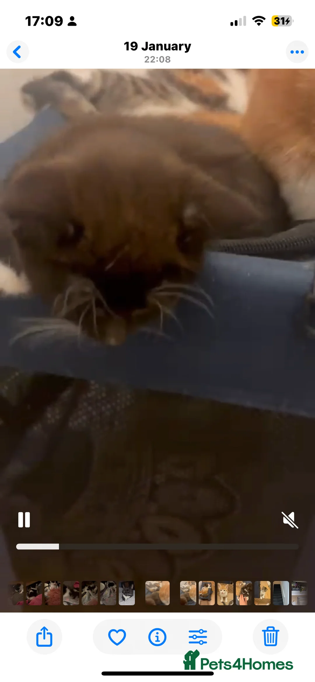 Mixed Breed cats for adoption: 1 gorgeous rescue kitten left to reserve  - Advert 4