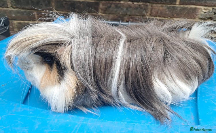 Guinea Pig rodents - Advert 1