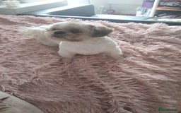 Shih Tzu dogs for sale: ShihApso  - Image 8