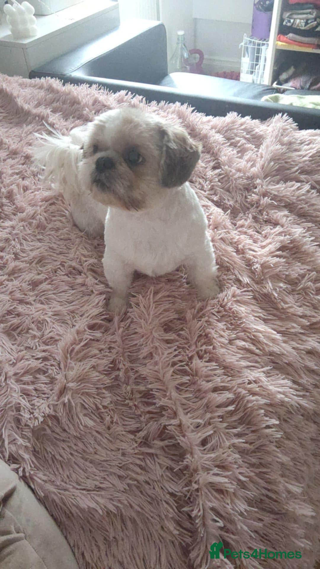 Shih Tzu dogs for sale: ShihApso  - Image 8