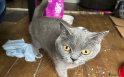 Scottish Fold cats for sale: Beautiful Grey Scottish Fold - Image 3