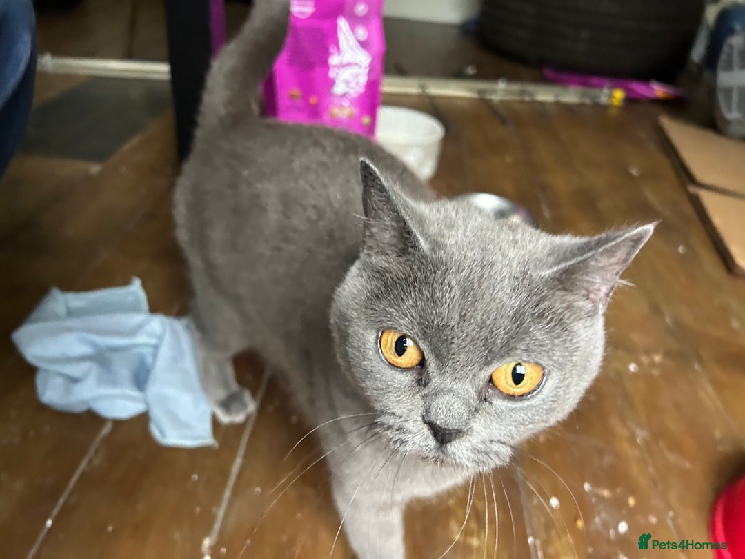 Scottish Fold cats for sale: Beautiful Grey Scottish Fold - Image 3