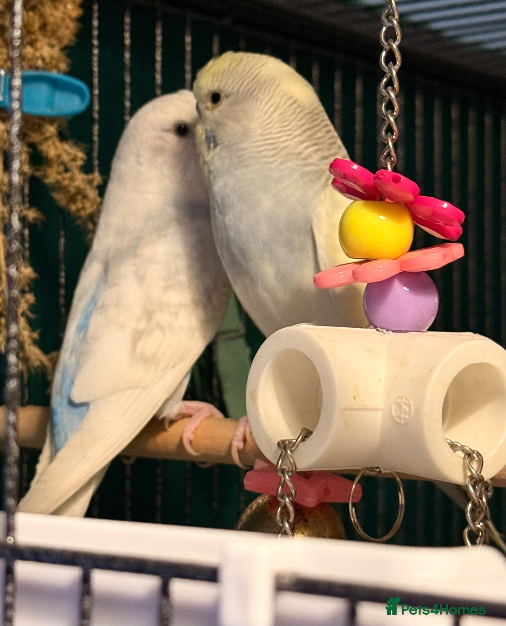 Budgerigars birds pair of bonded young budgies wa7 area  - Advert 2