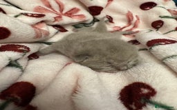 British Shorthair cats for sale: Beautiful British short hair kitten  - Image 10