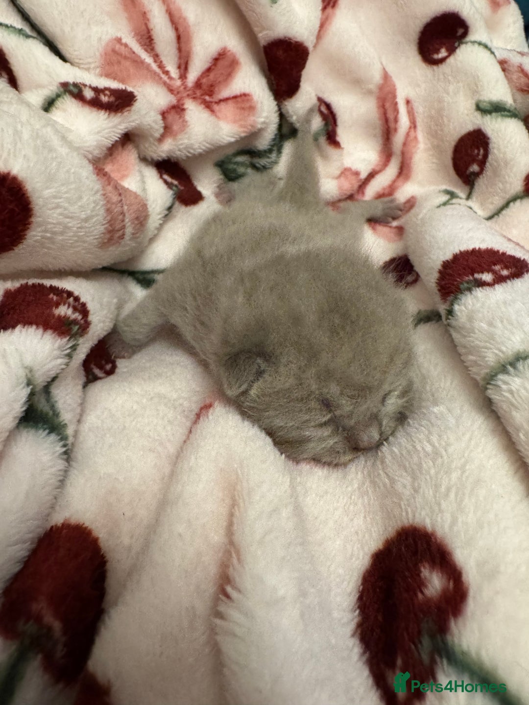 British Shorthair cats for sale: Beautiful British short hair kitten  - Image 10