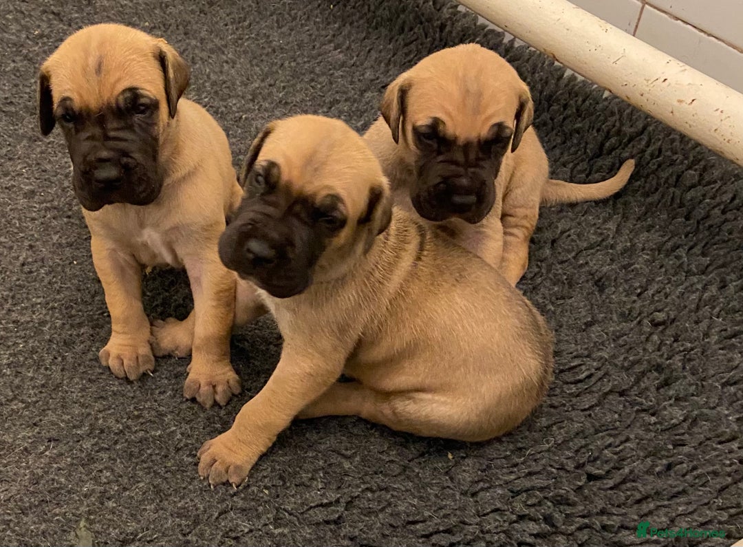 Great Dane dogs for sale: Primus Great Danes - Image 1