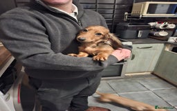 Miniature Dachshund dogs for sale: Champion bloodline, kc registered miniature dachs in South Shields - Image 2