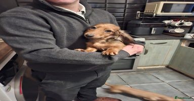 Miniature Dachshund dogs in South Shields - Advert 8