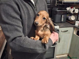 Miniature Dachshund dogs in South Shields - Advert 24