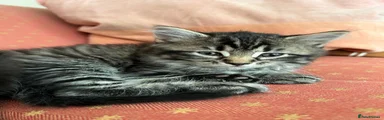 Mixed Breed Kitten 3