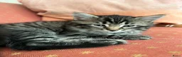 Mixed Breed cats for sale: 3 male kittens  - Advert 6