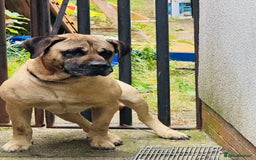 Mixed Breed dogs for sale: Labrador  - Image 3