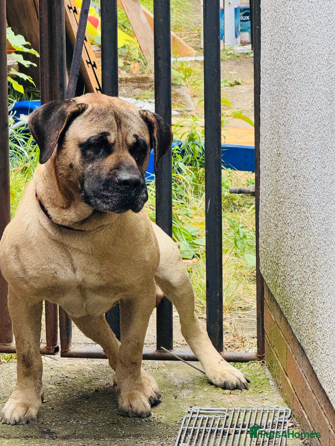 Mixed Breed dogs for sale: Labrador  - Image 3