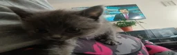Himalayan cats for sale: Beautiful kittens  - Advert 8