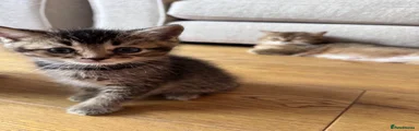 British Shorthair 4
