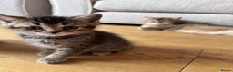 British Shorthair cats for sale: British shorthair kittens  - Advert 13