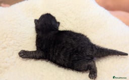 Mixed Breed cats for sale: Beautiful litter of kittens - Image 19