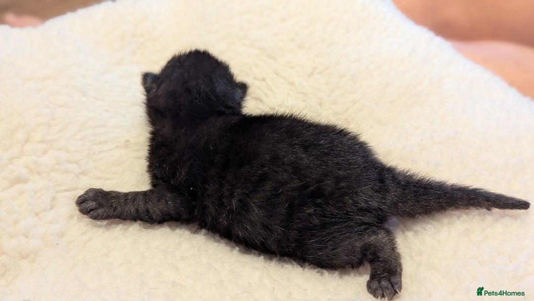 Mixed Breed cats for sale: Beautiful litter of kittens - Image 19