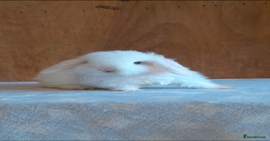 Mini Lop rabbits Purebred mini lops ready now  - Advert 4