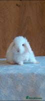 Mini Lop rabbits Purebred mini lops ready now - Advert 3
