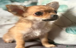 Chihuahua dogs for sale: REDUCED last long hair female pup. - Image 16