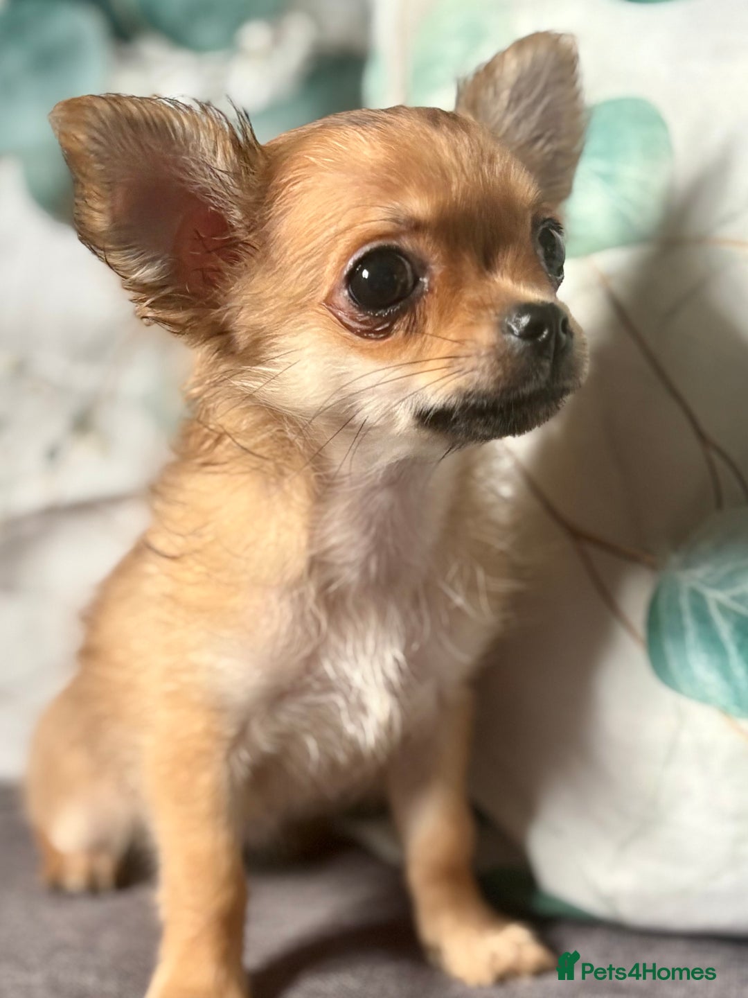 Chihuahua dogs for sale: REDUCED last long hair female pup. - Image 16