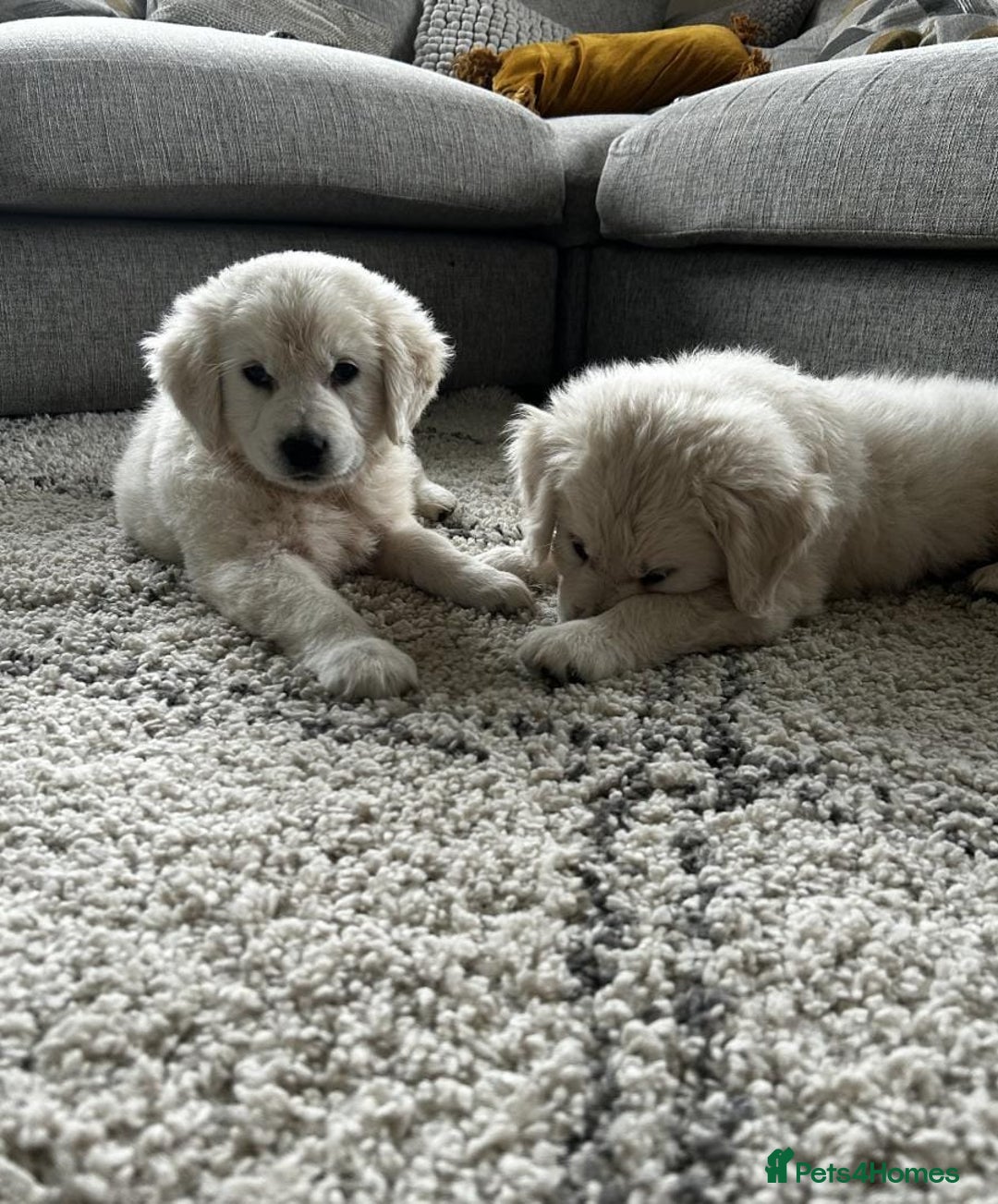 Golden Retriever dogs for sale: Stunning Chunky Golden Retriever Puppies - Image 4