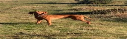 Hungarian Vizsla dogs for stud: Max is a purebred Hungarian vizsla  in Uckfield - Advert 1