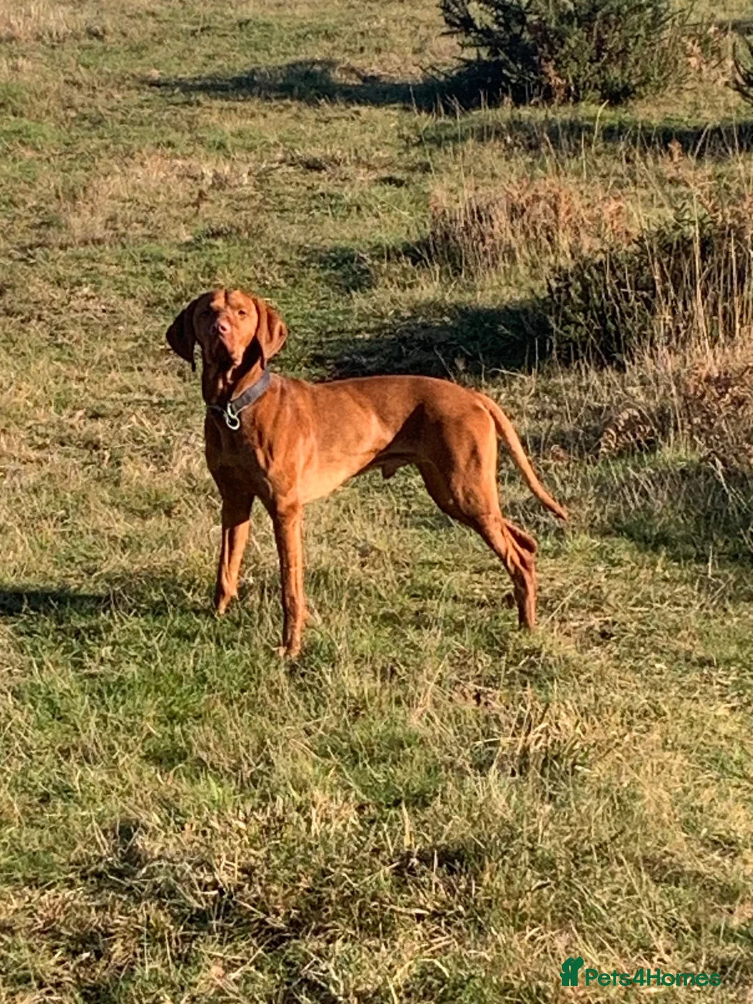 Hungarian Vizsla dogs for stud: Max is a purebred Hungarian vizsla  in Uckfield - Advert 1