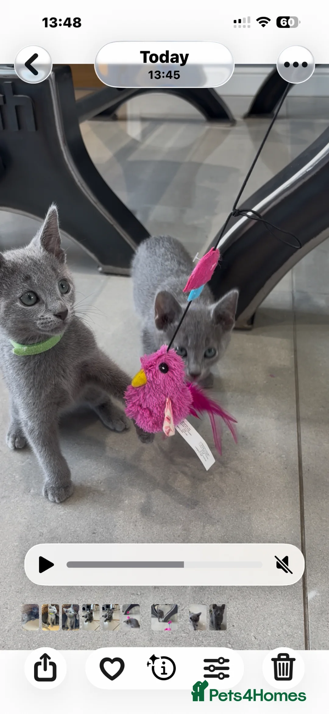 Russian Blue cats for sale: Tica registered kittens - Advert 2