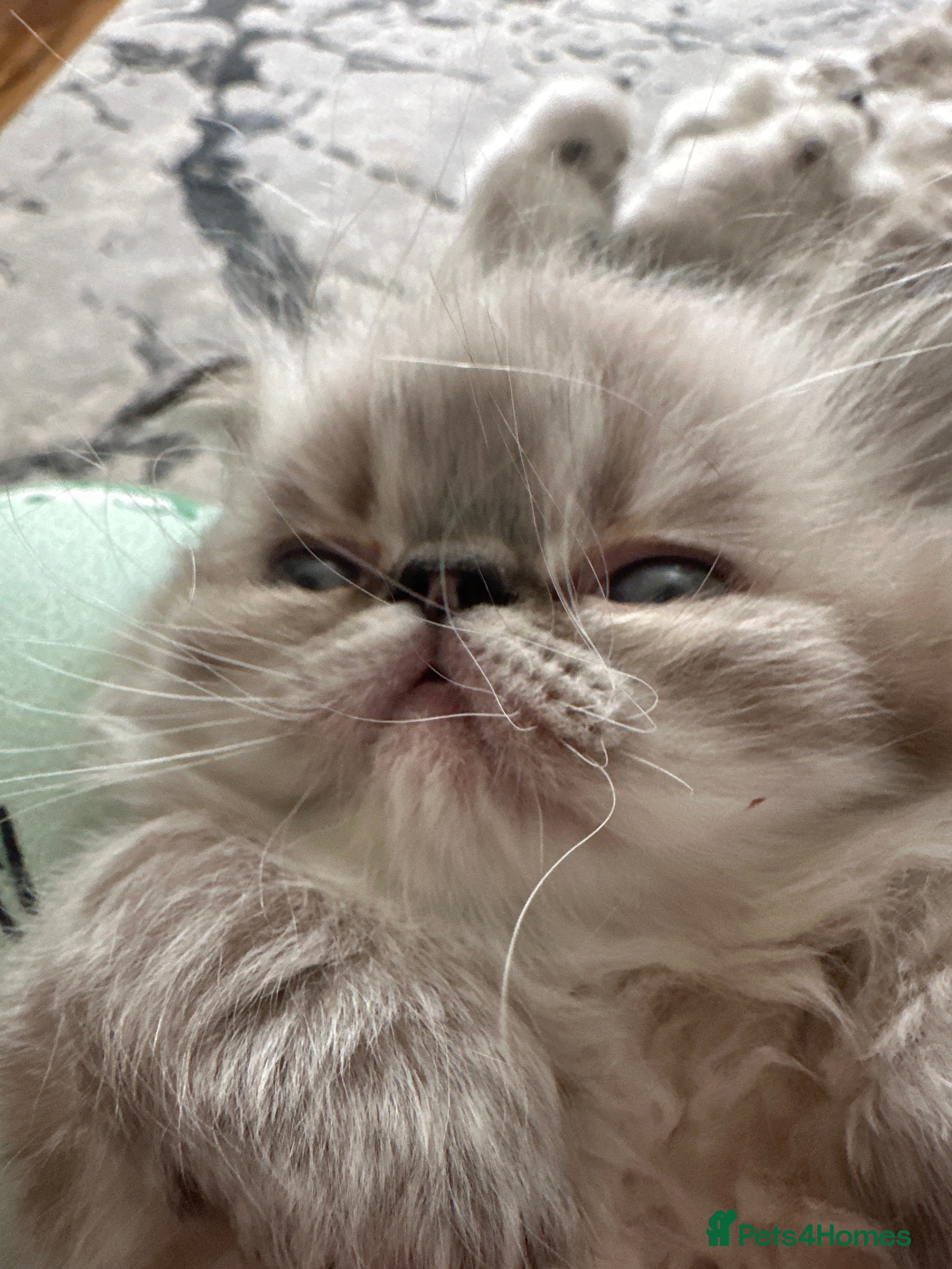 Persian cats Tina Atherton  - Advert 2