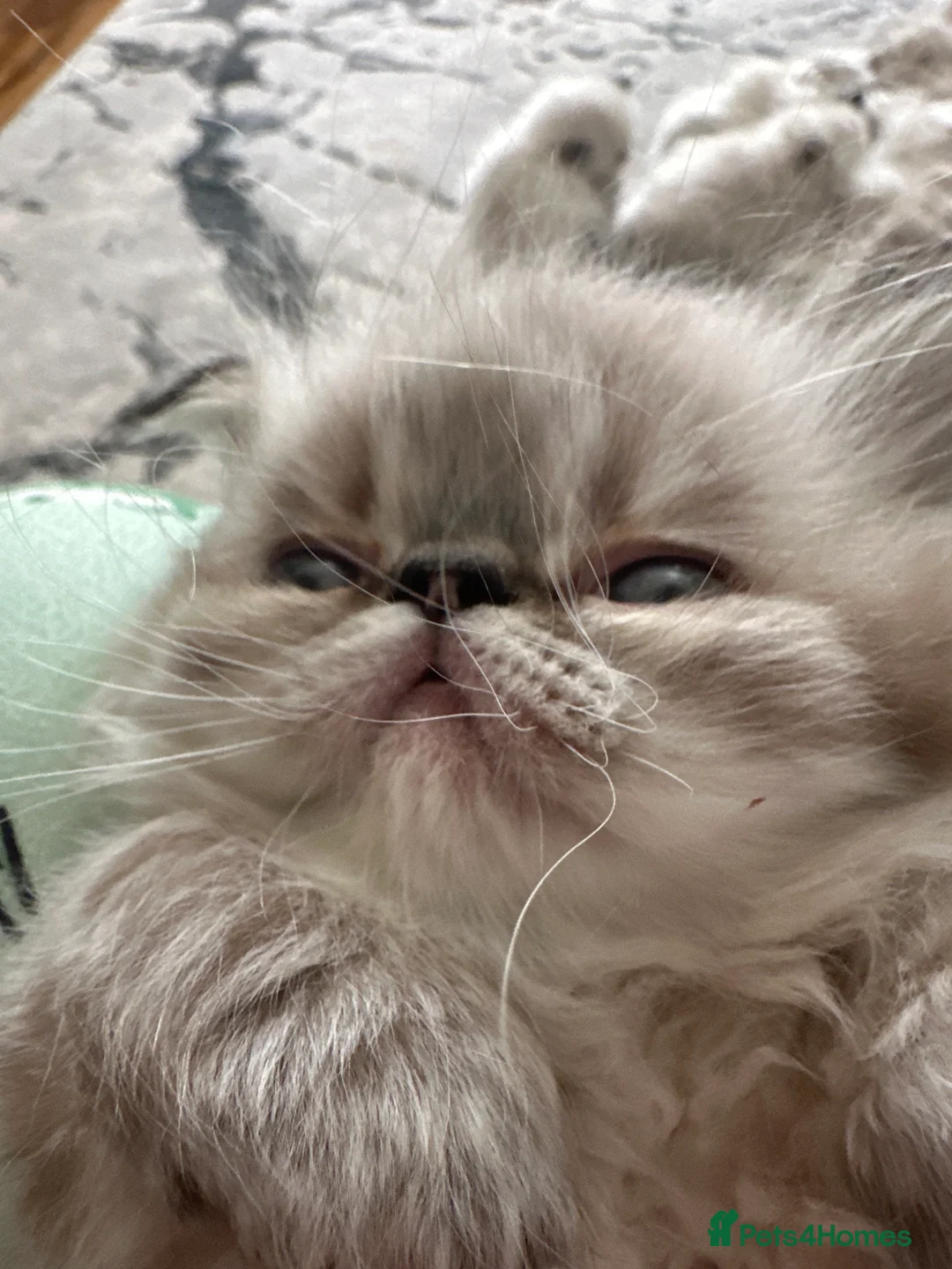 Persian cats for sale: Tina Atherton  - Advert 2