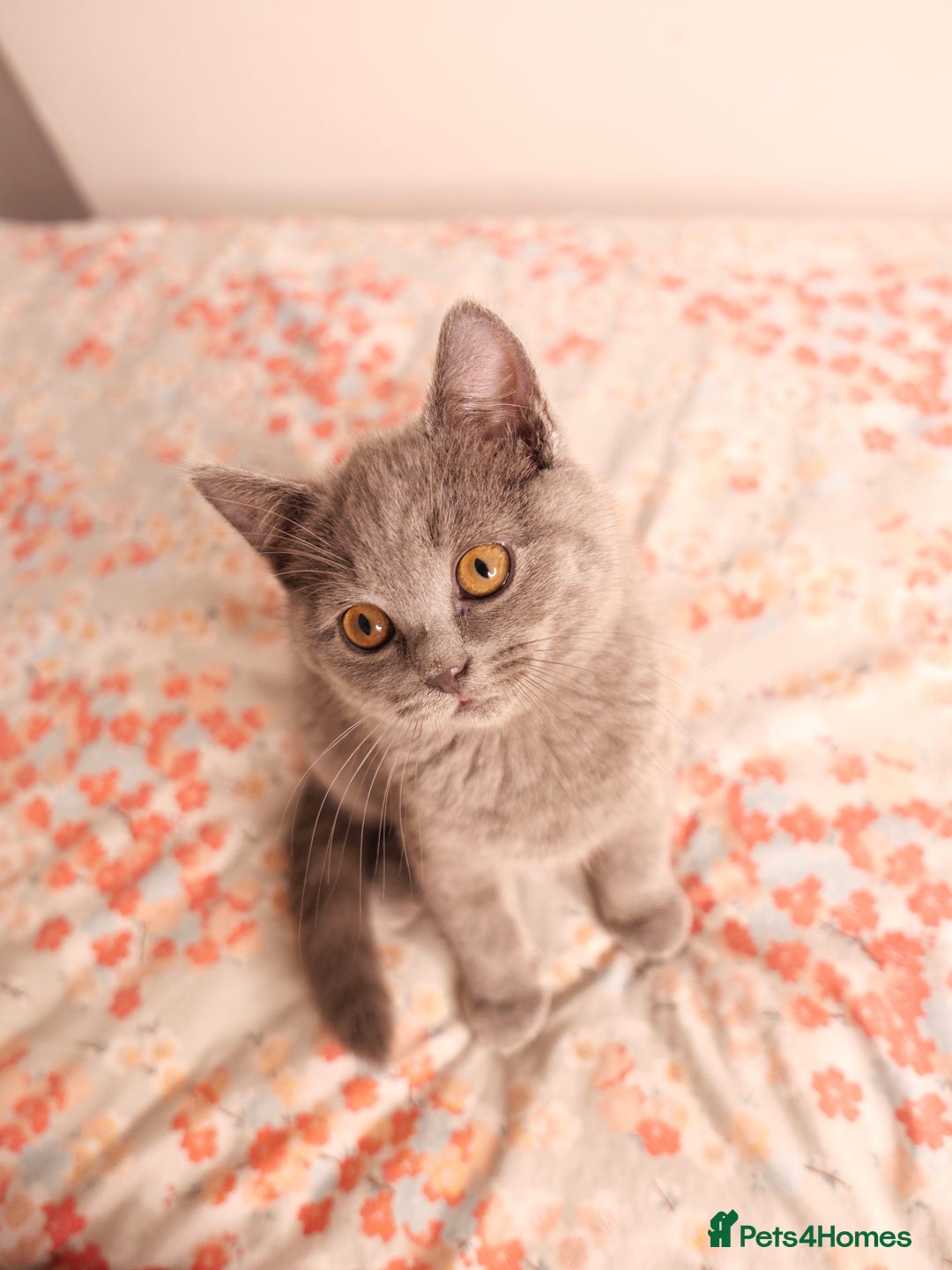 British Shorthair cats for sale: GCCF Registered British Shorthair Kittens -Cardiff - Advert 29