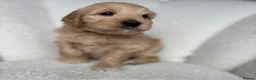 Goldendoodle dogs for sale: 🌟Goldendoodle & Australian Labradoodle Puppies 🌟 - Advert 16