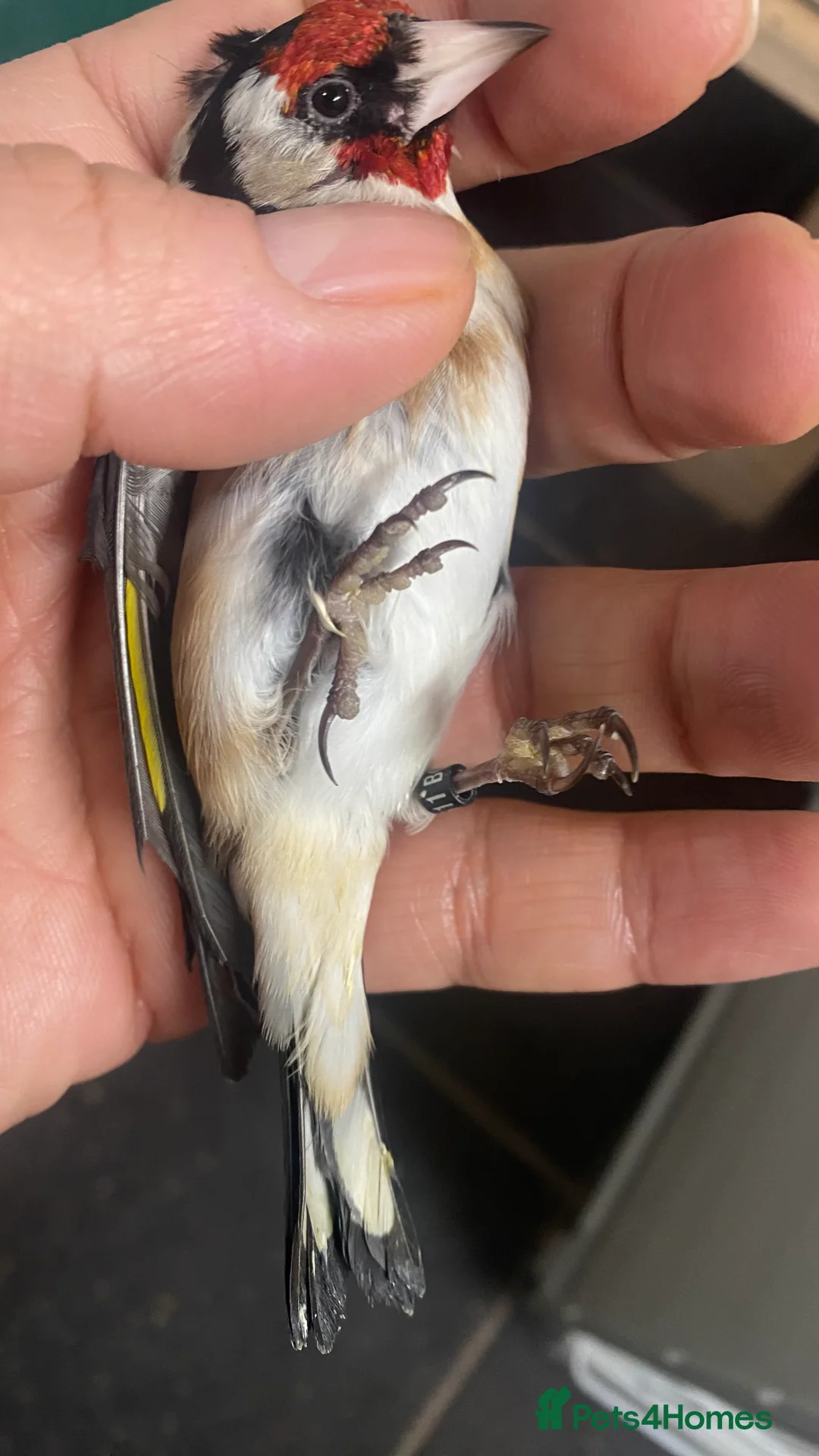 Finches birds for sale: BBC ring mae goldfinches available  - Advert 9