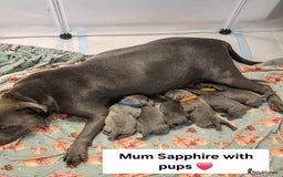 Staffordshire Bull Terrier dogs for sale: Gorgeous Chunky KC Blue Staffy Puppies - Image 22