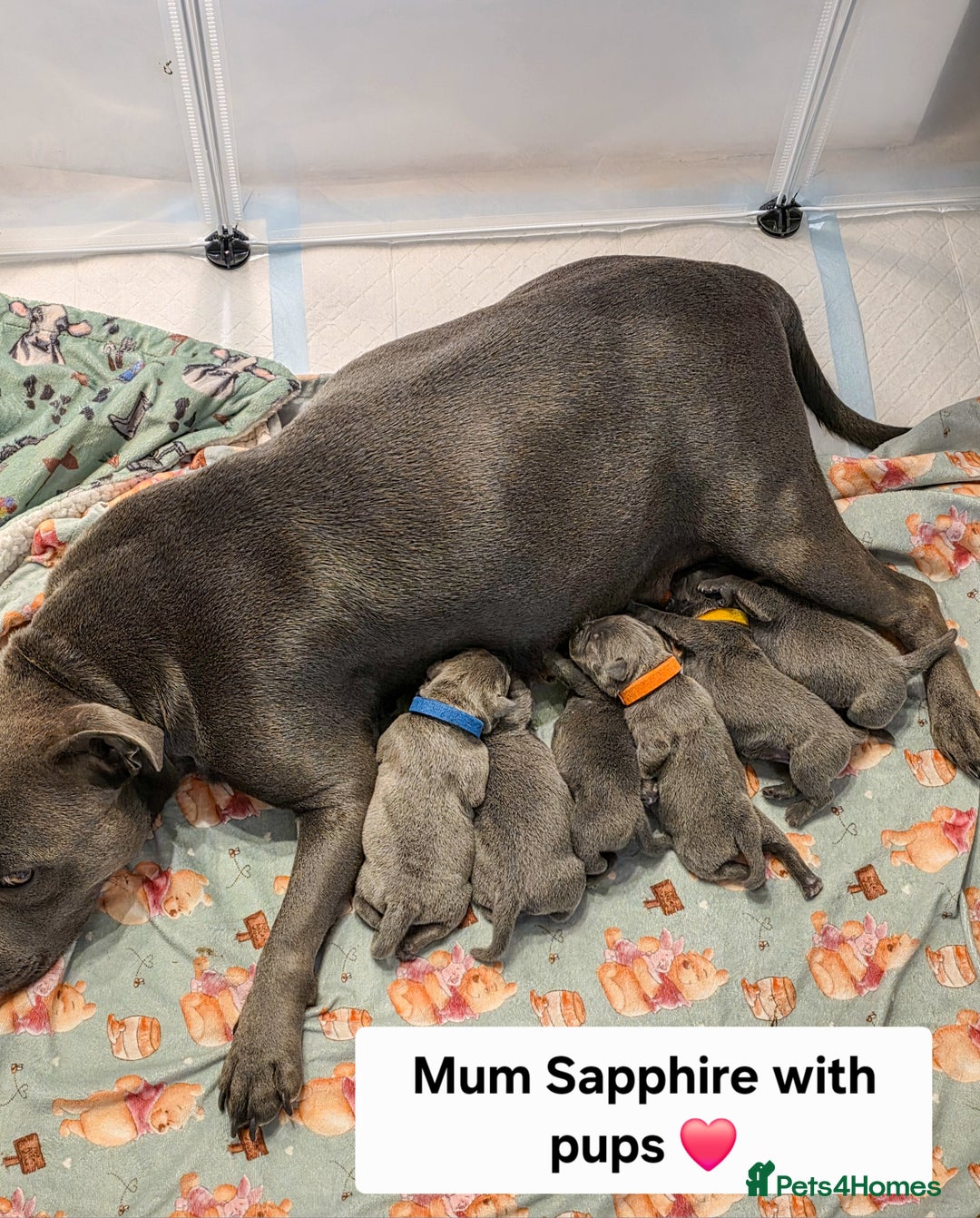 Staffordshire Bull Terrier dogs for sale: Gorgeous Chunky KC Blue Staffy Puppies - Image 22