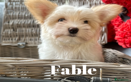 Yorkshire Terrier dogs for sale: Adorable Golddust Yorkshire Terrier Puppies - Image 8