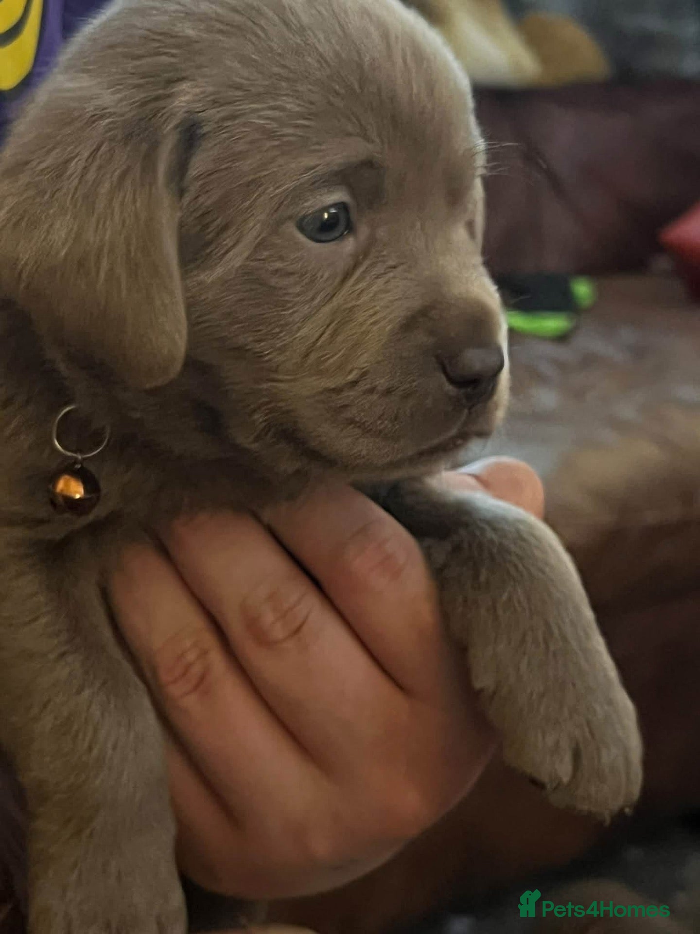 Labrador Retriever dogs for sale: Dna clear kc silver labrador pups  - Advert 20