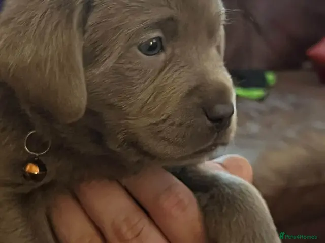 Labrador Retriever dogs for sale: Dna clear kc silver labrador pups - Advert 20